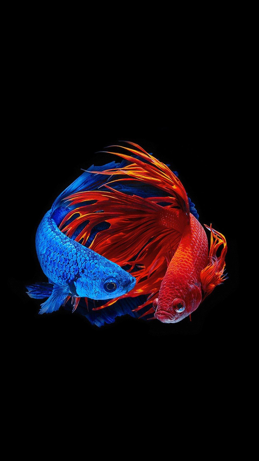 Fish Clean iPhone 5s wallpaper