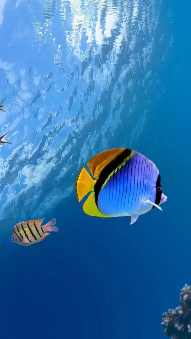 Free Tropical Fish iPhone xs wallpaper download
