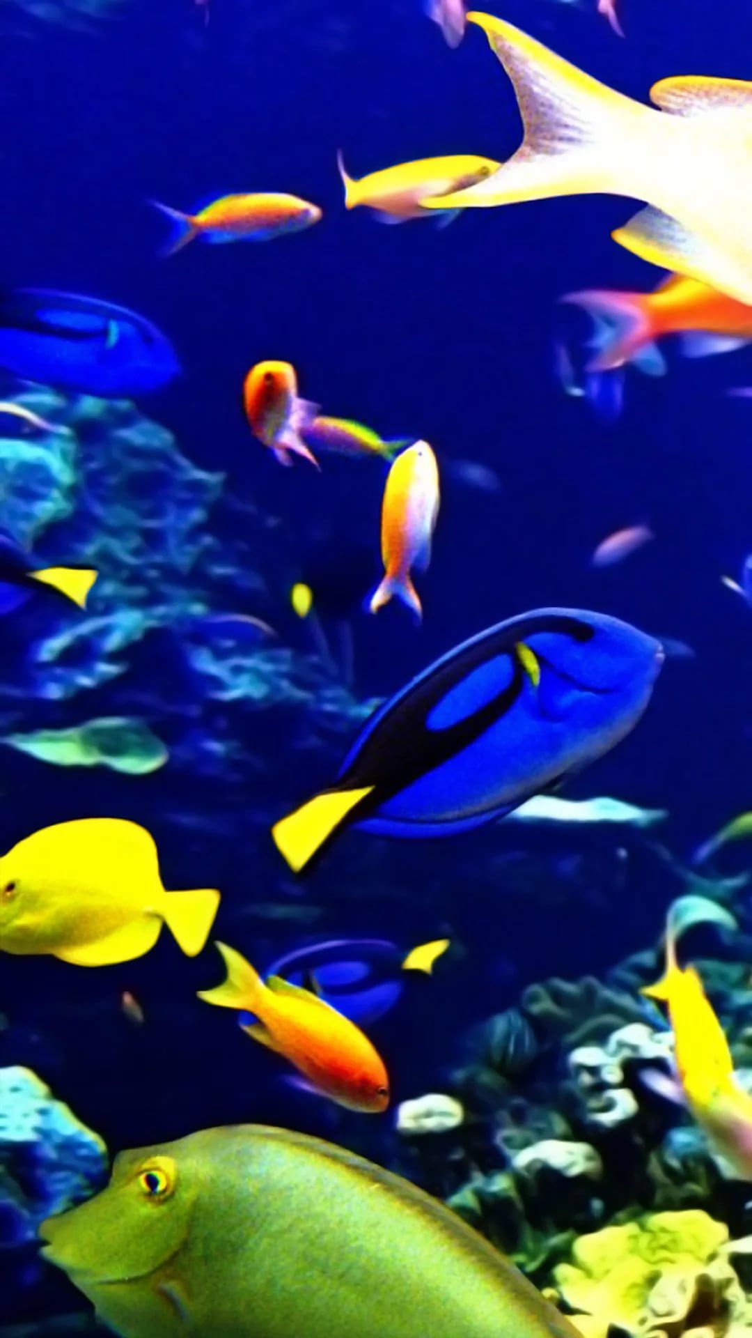 Free Tropical Fish iPhone 6s wallpaper