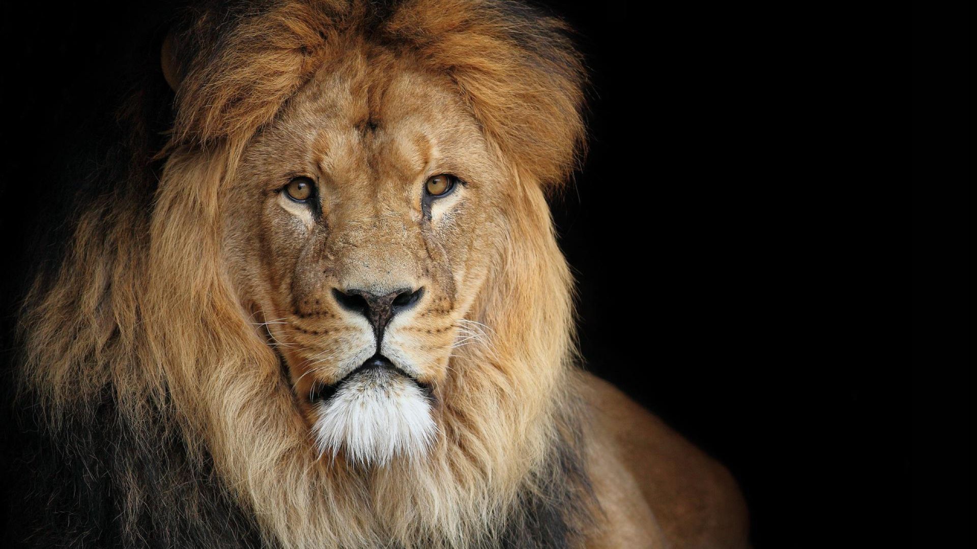 Lion Animal wallpaper download
