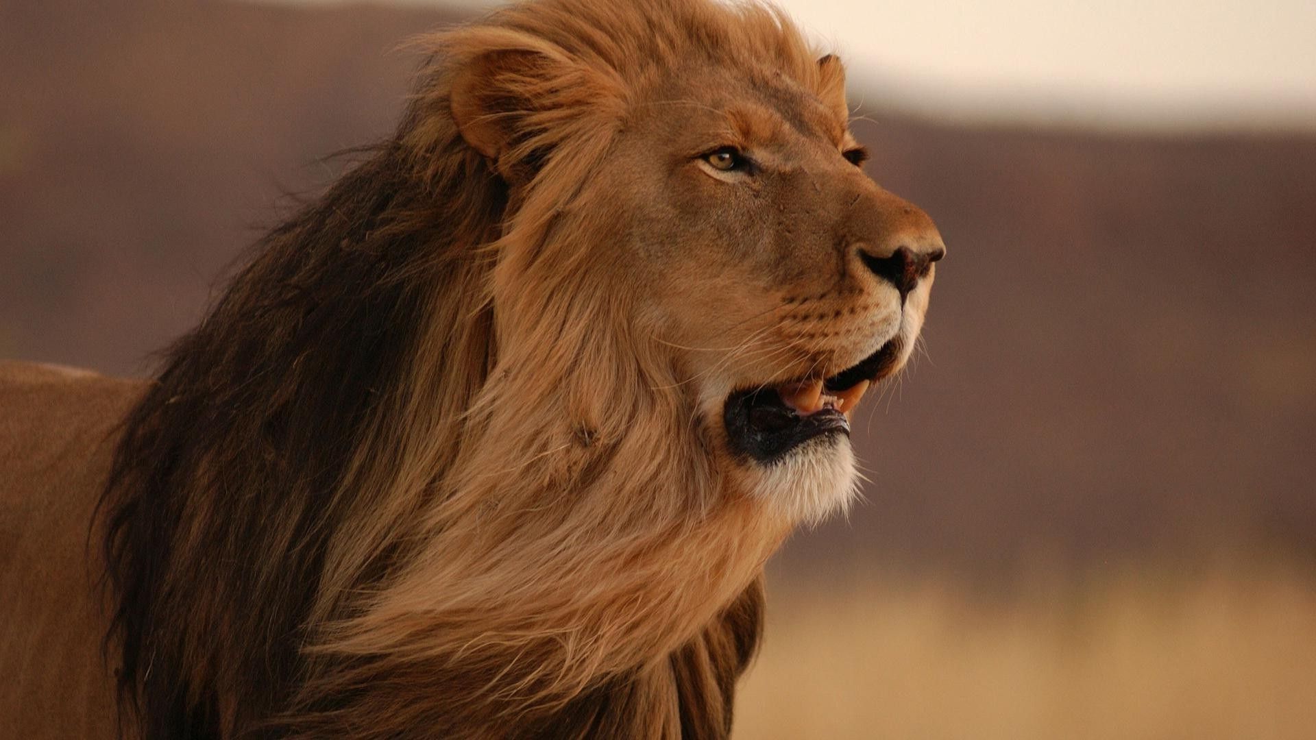 Lion Animal screen wallpaper