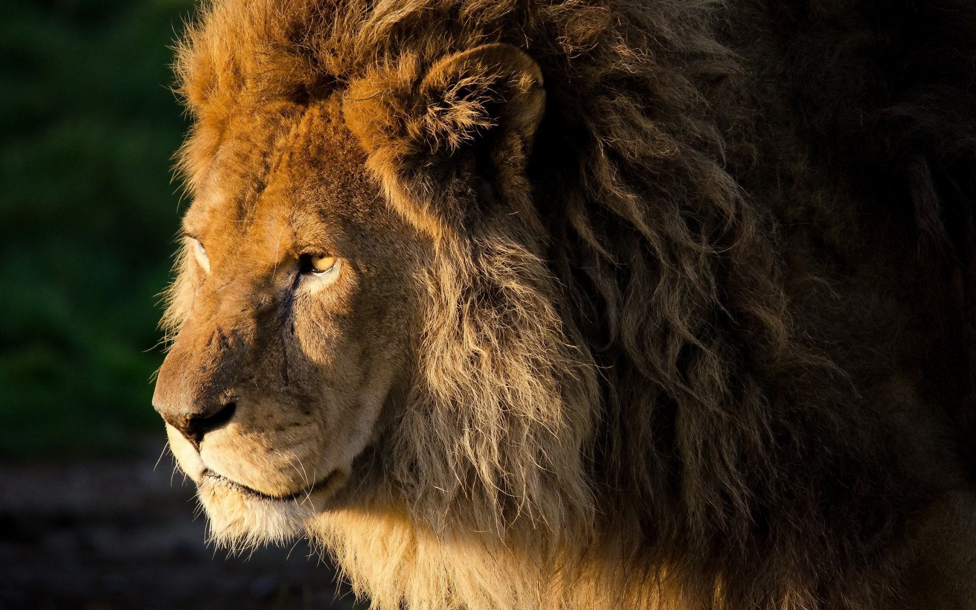 Lion Animal screen wallpaper