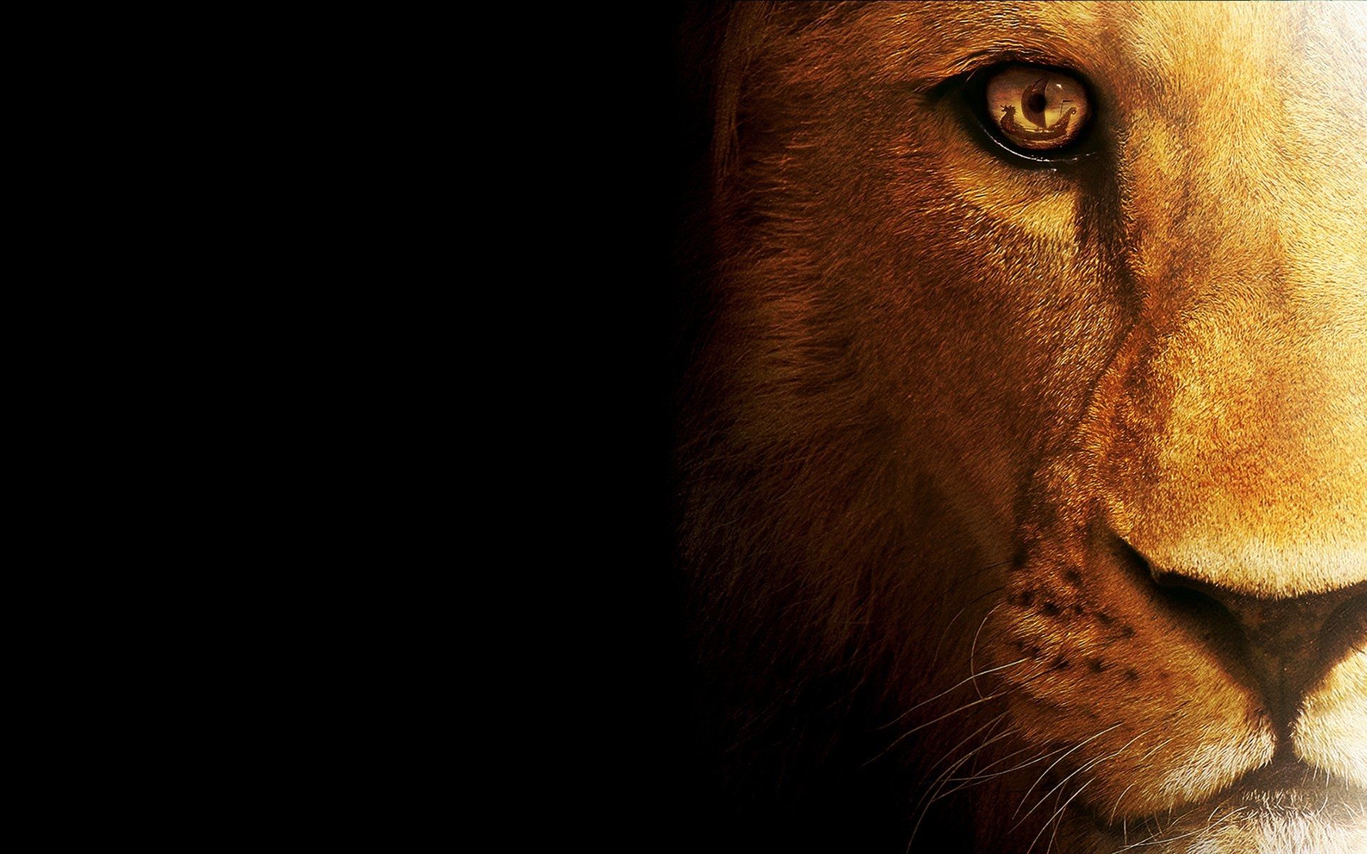 Lion Animal laptop wallpaper