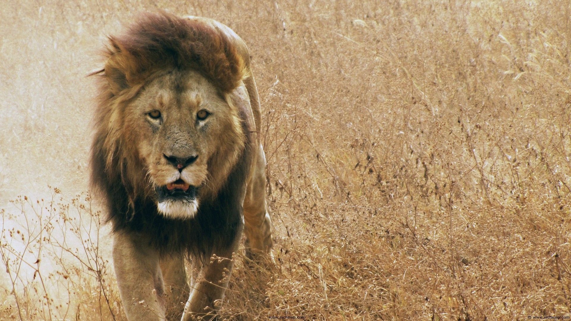Lion Animal HD 1080 wallpaper