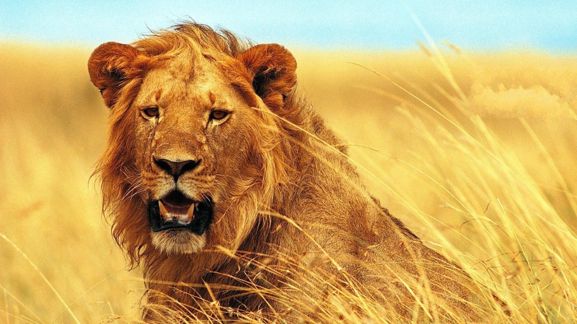 Lion Animal Free Wallpaper