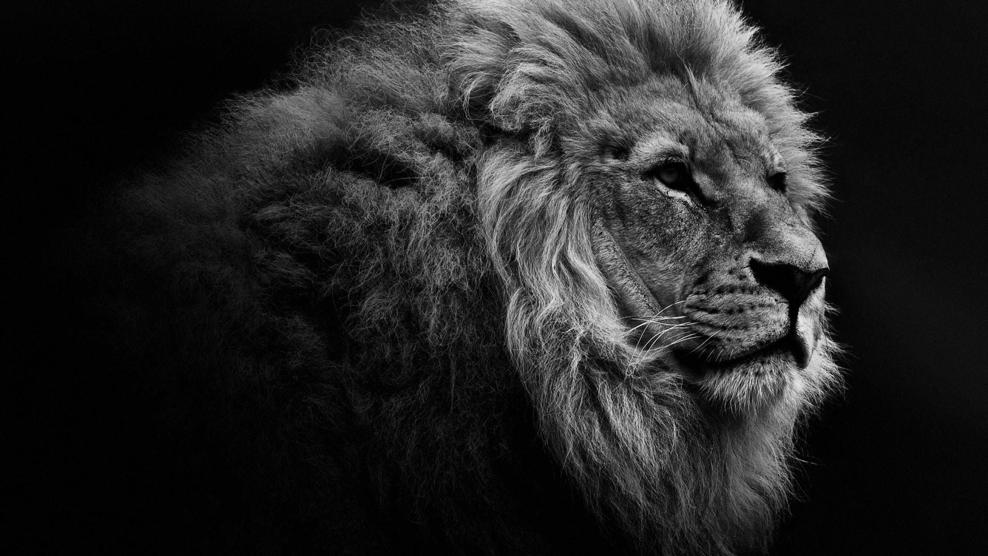 Lion Animal Cool HD Wallpaper