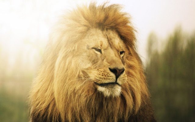 Lion Animal Nice Wallpaper