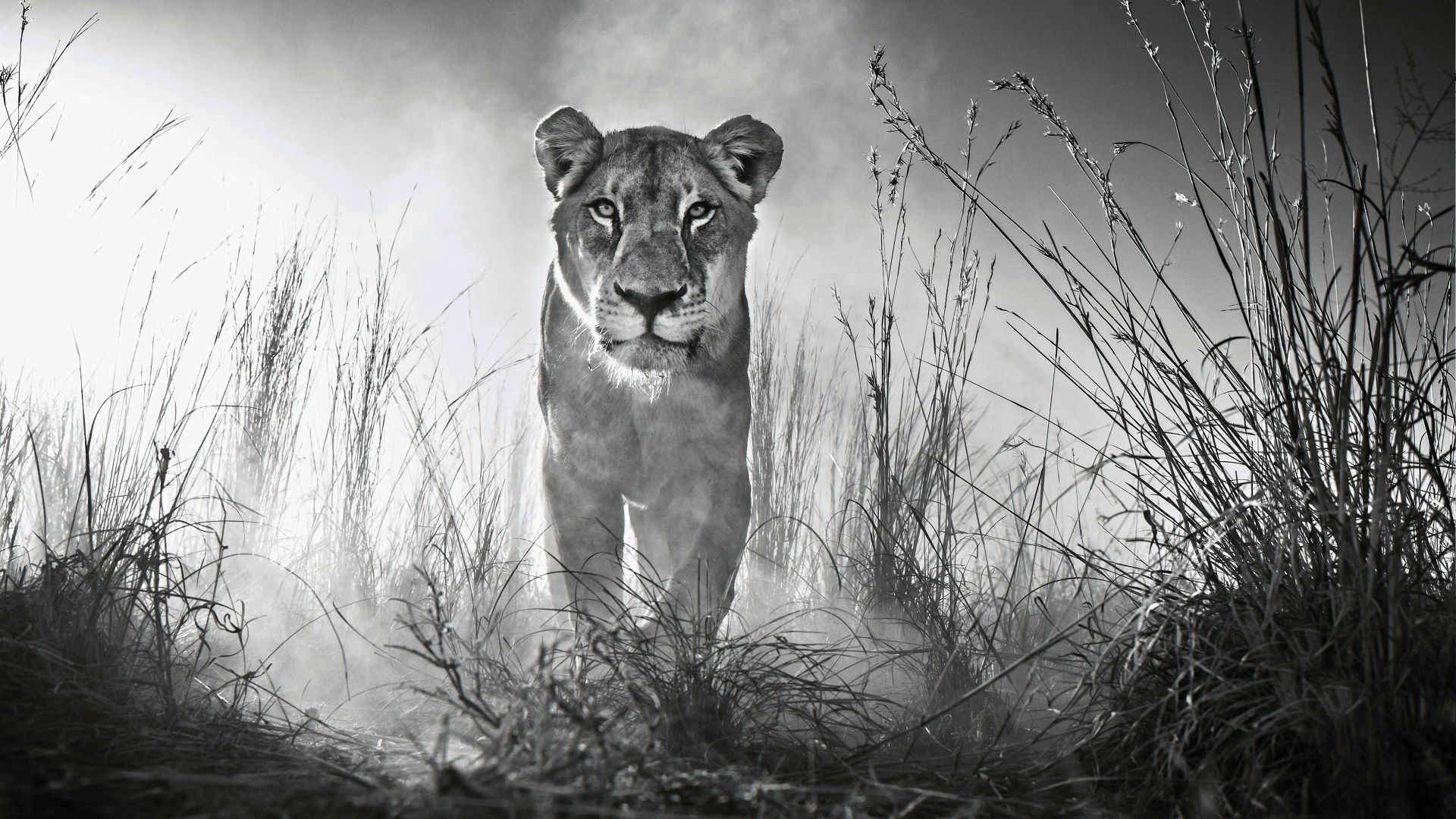Lion Black And White Animal Desktop Wallpaper