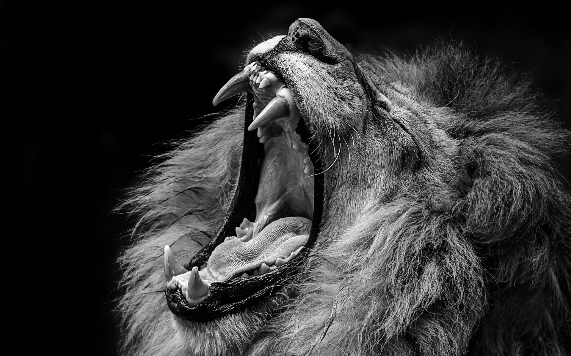 Lion Black And White Animal Picture