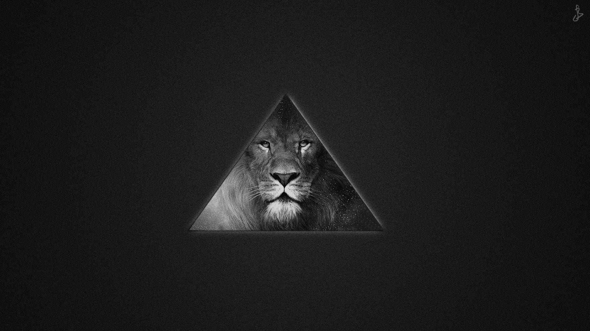 Lion Black And White Animal wallpaper download