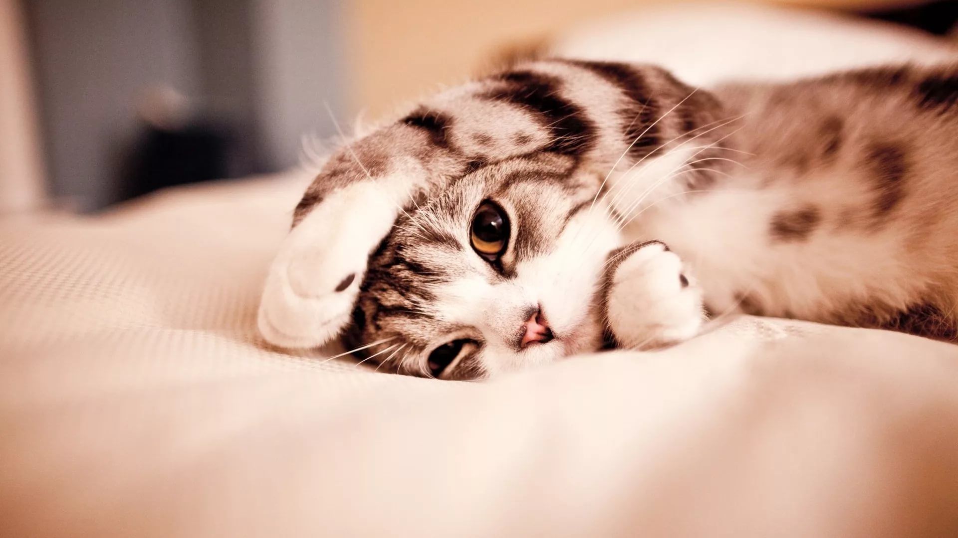 Lovely Cat download free wallpaper image search
