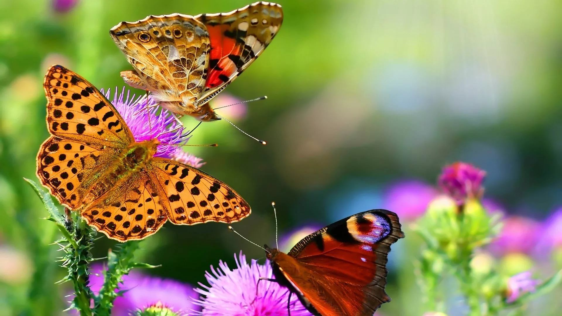 Nice Butterfly Wallpaper Image