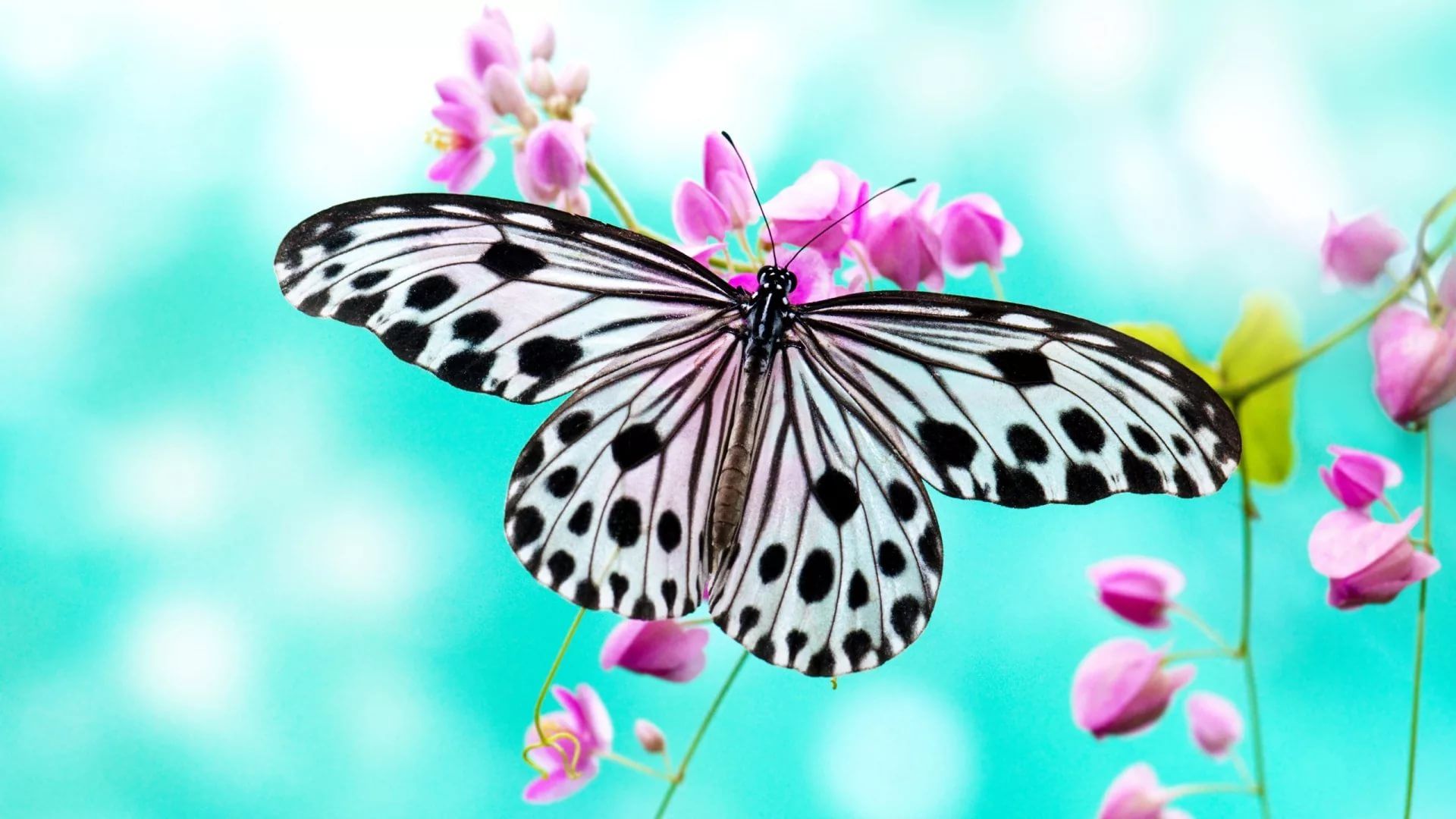 Nice Butterfly Image