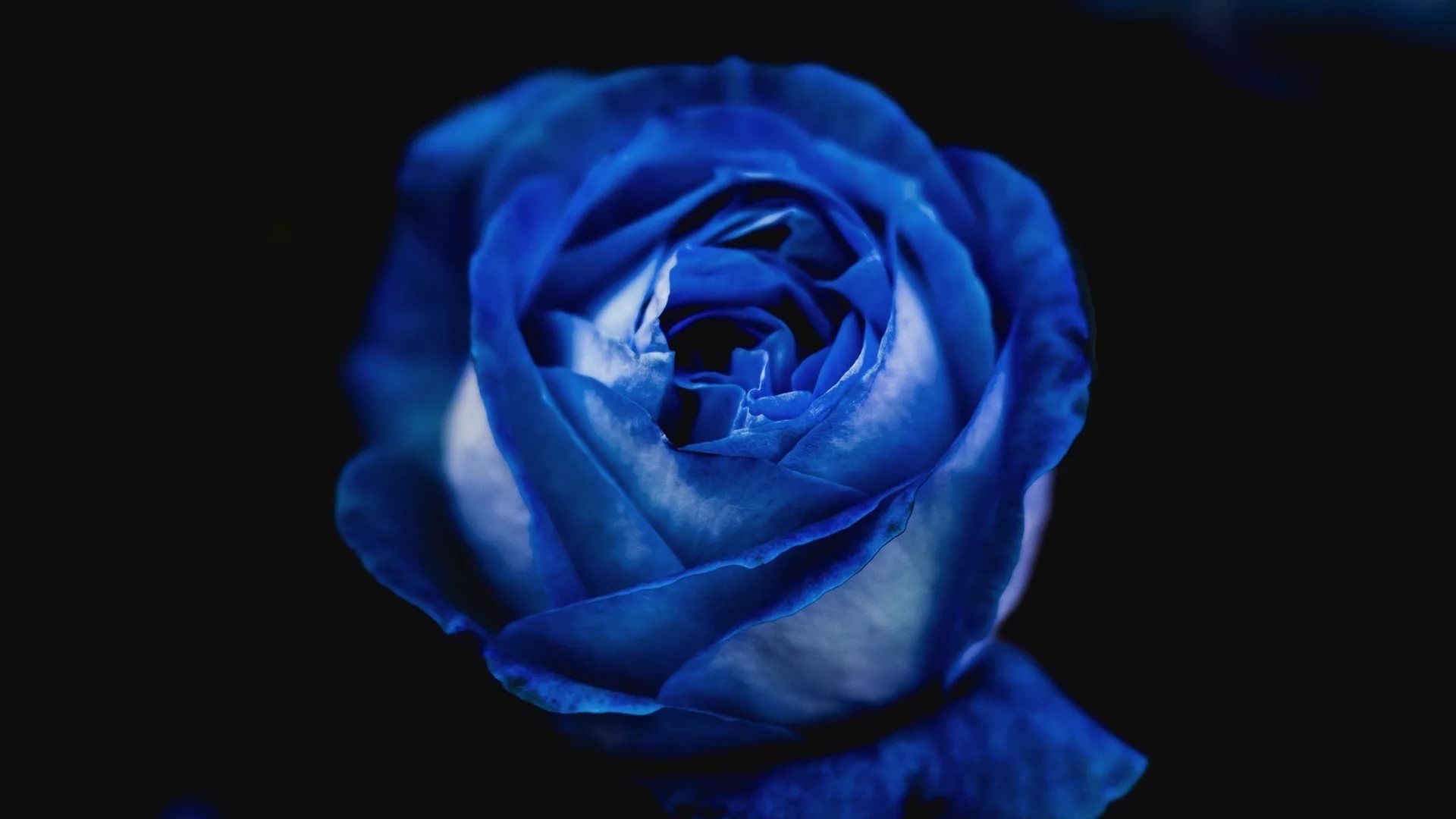 Blue Rose full wallpaper