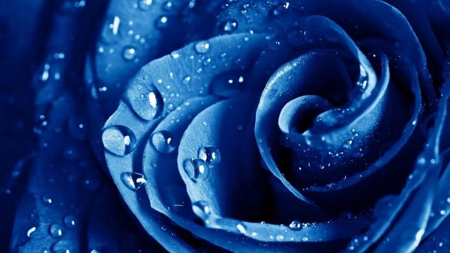 Blue Rose HD Wallpaper