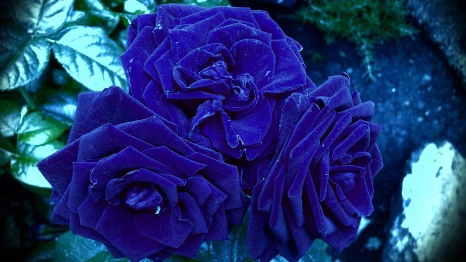 31 Blue Rose Wallpapers - Wallpaperboat