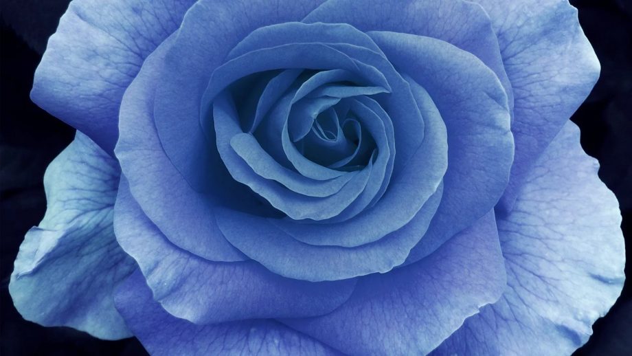 31 Blue Rose Wallpapers - Wallpaperboat