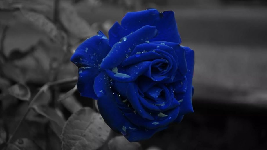 31 Blue Rose Wallpapers - Wallpaperboat