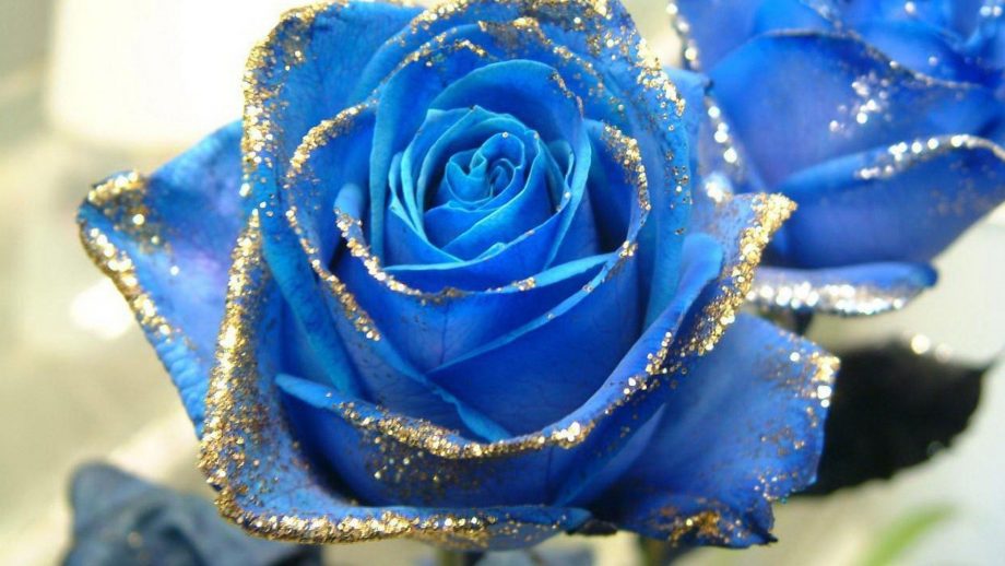 31 Blue Rose Wallpapers - Wallpaperboat