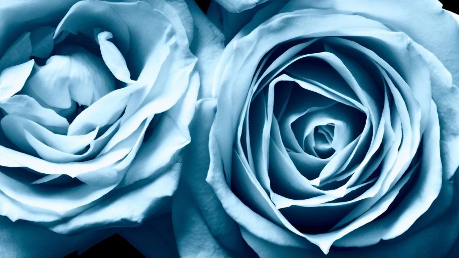 31 Blue Rose Wallpapers - Wallpaperboat