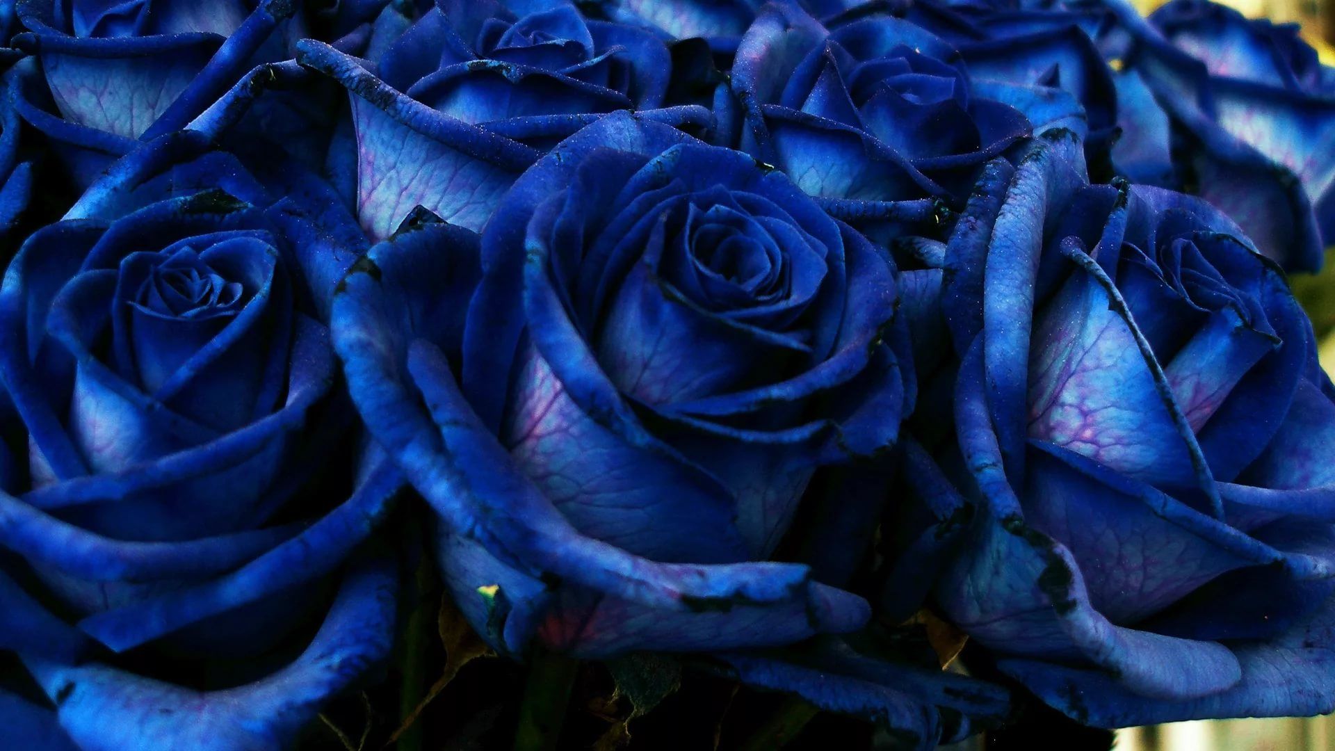 Blue Rose Picture