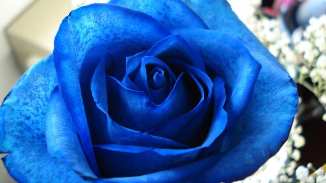 31 Blue Rose Wallpapers - Wallpaperboat