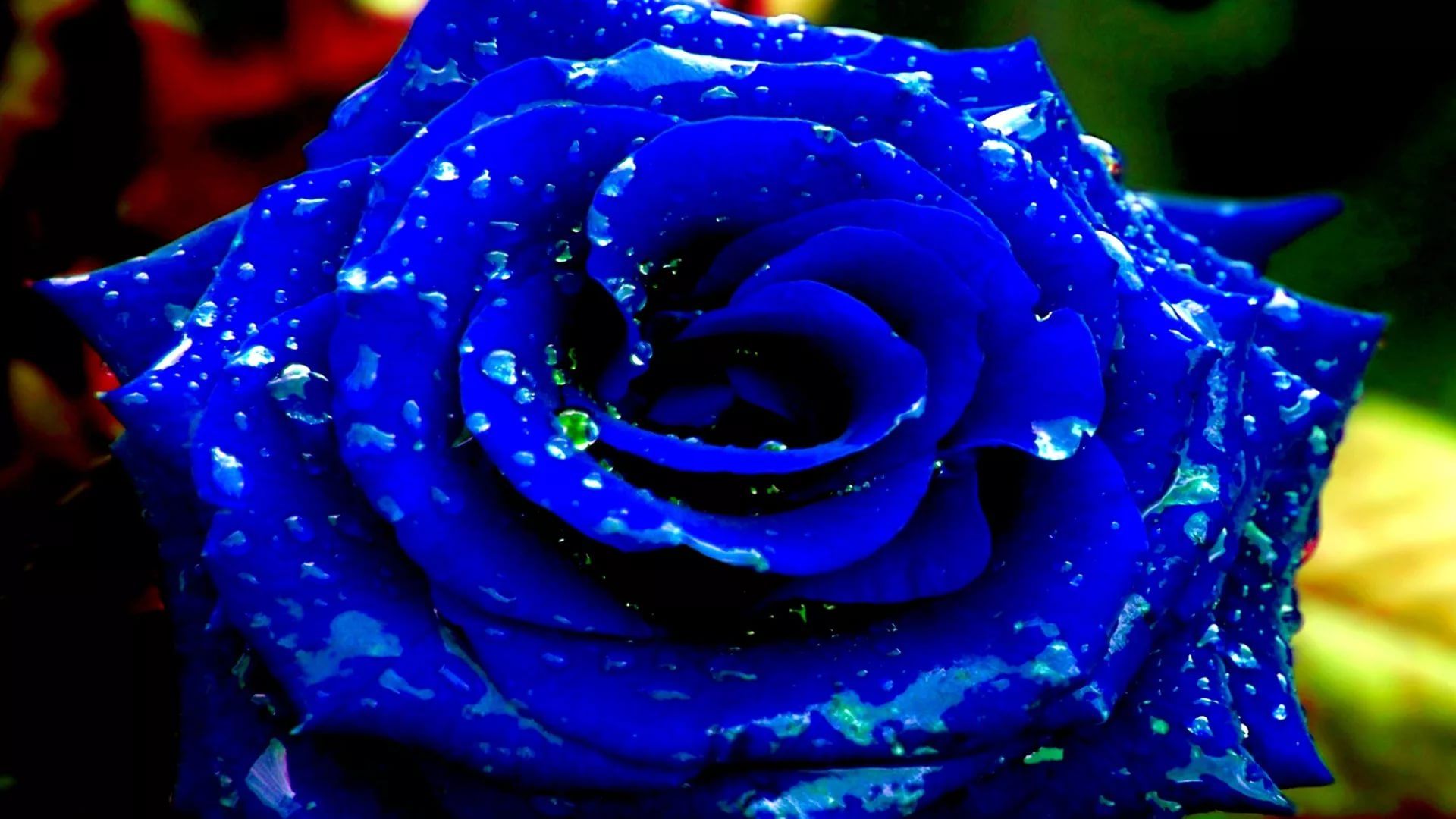 Blue Rose Cool HD Wallpaper
