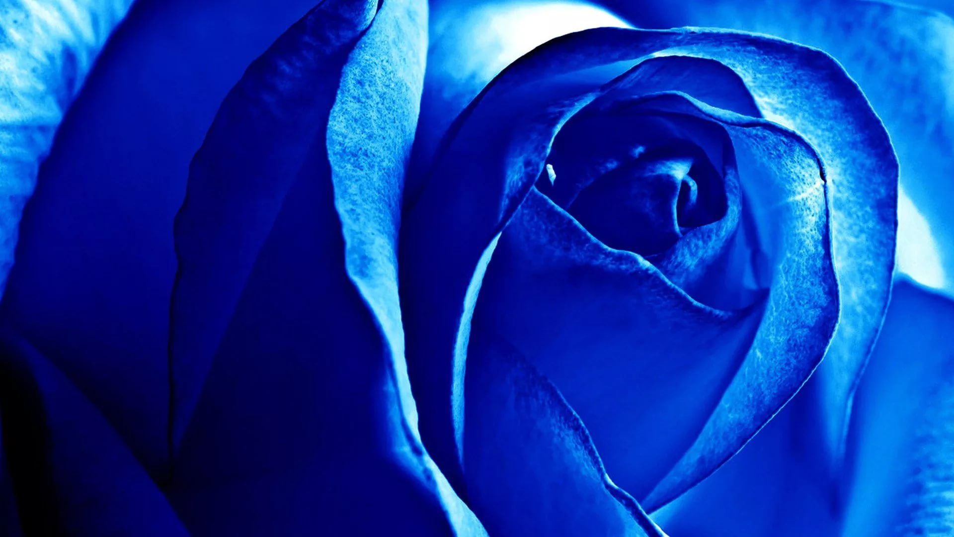 Blue Rose HD Desktop Wallpaper