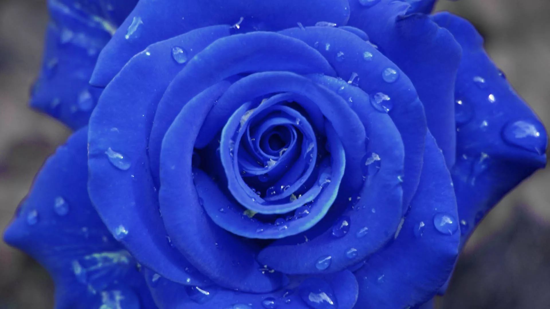 Blue Rose 1080p Wallpaper