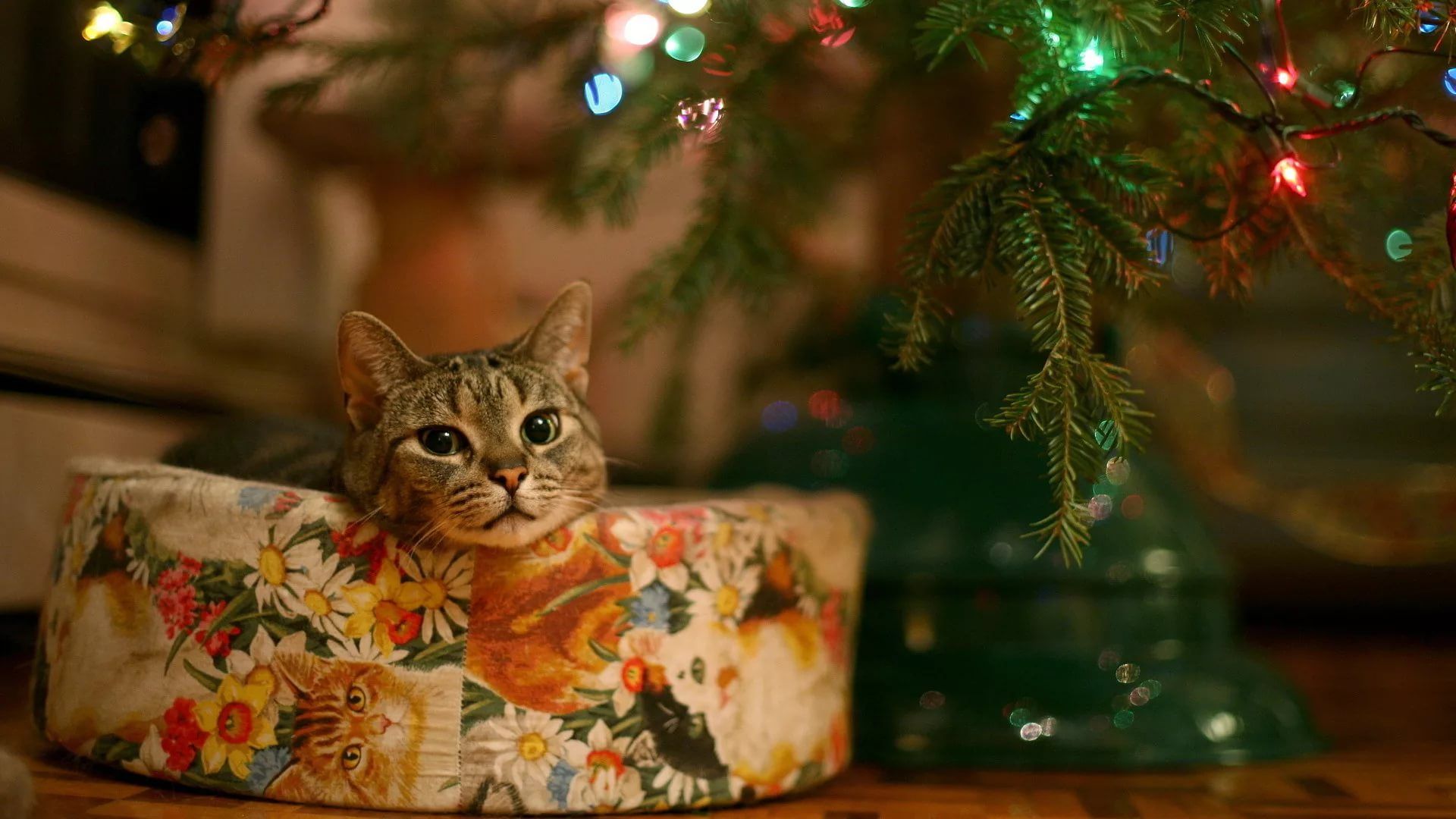 Christmas Cat wallpaper and themes