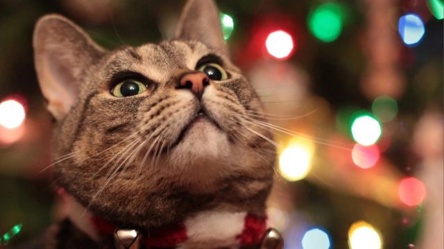 33 Christmas Cat Wallpapers - Wallpaperboat