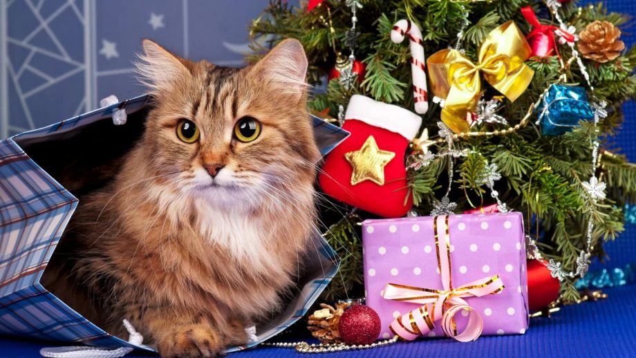 33 Christmas Cat Wallpapers - Wallpaperboat