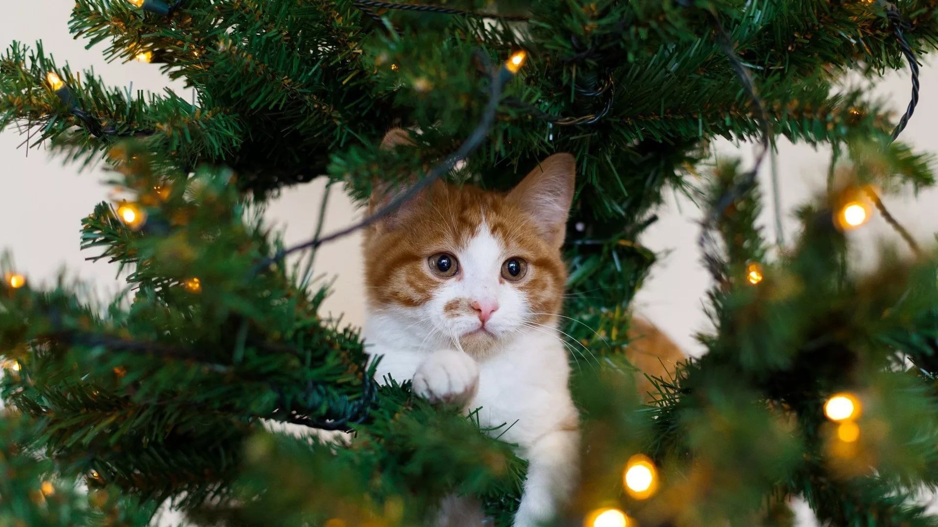 Christmas Cat Background