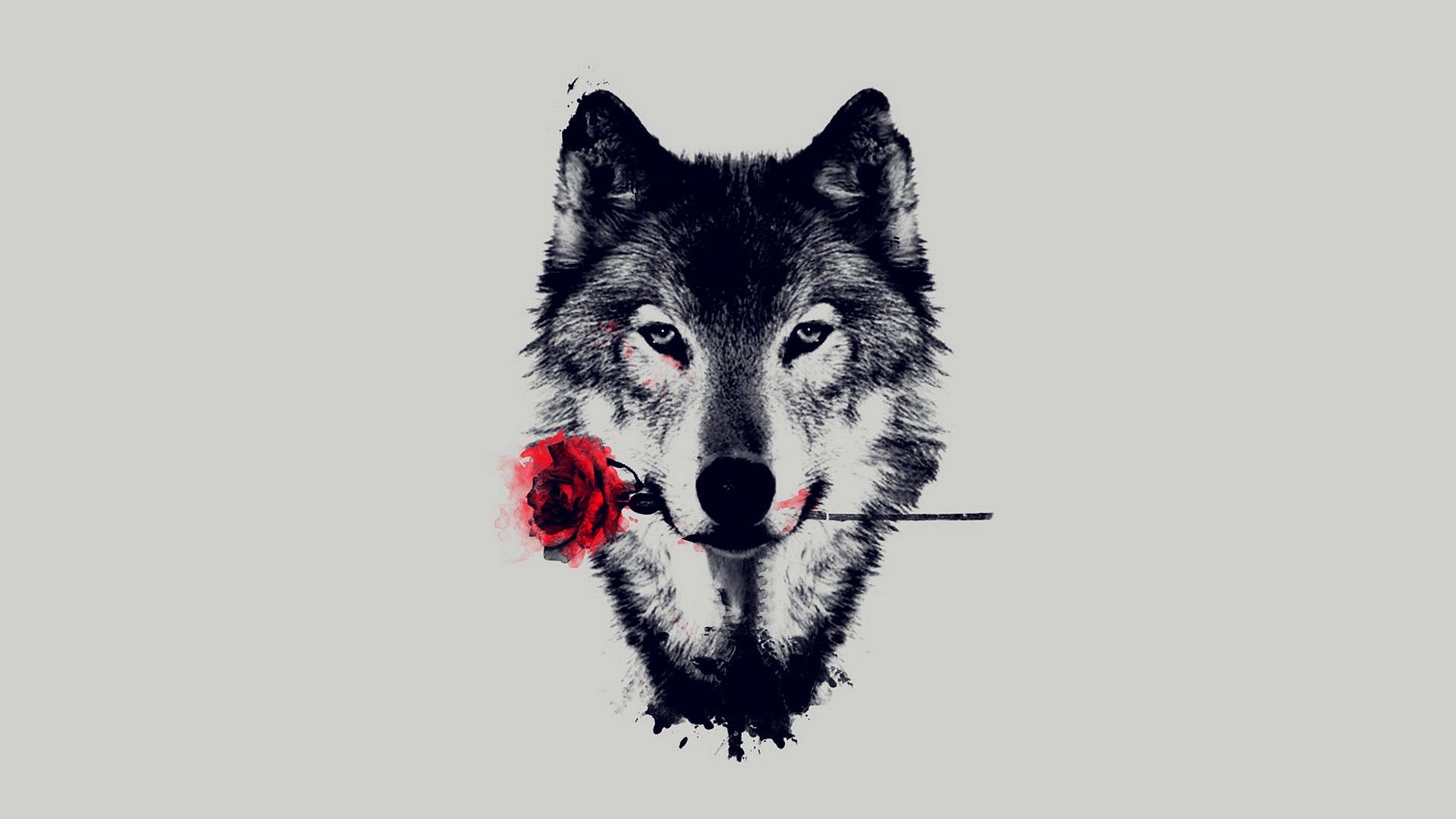 Cool Wolf hd wallpaper 1080