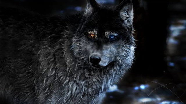 31 Cool Wolf Wallpapers - Wallpaperboat