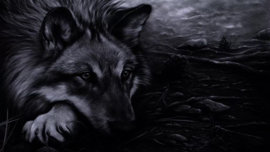 31 Cool Wolf Wallpapers - Wallpaperboat