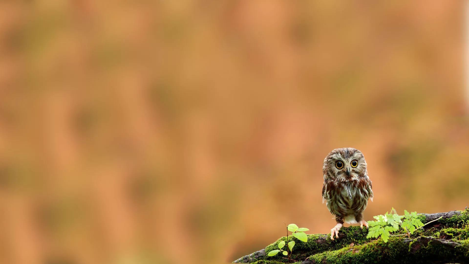 Cute Owl free hd wallpaper