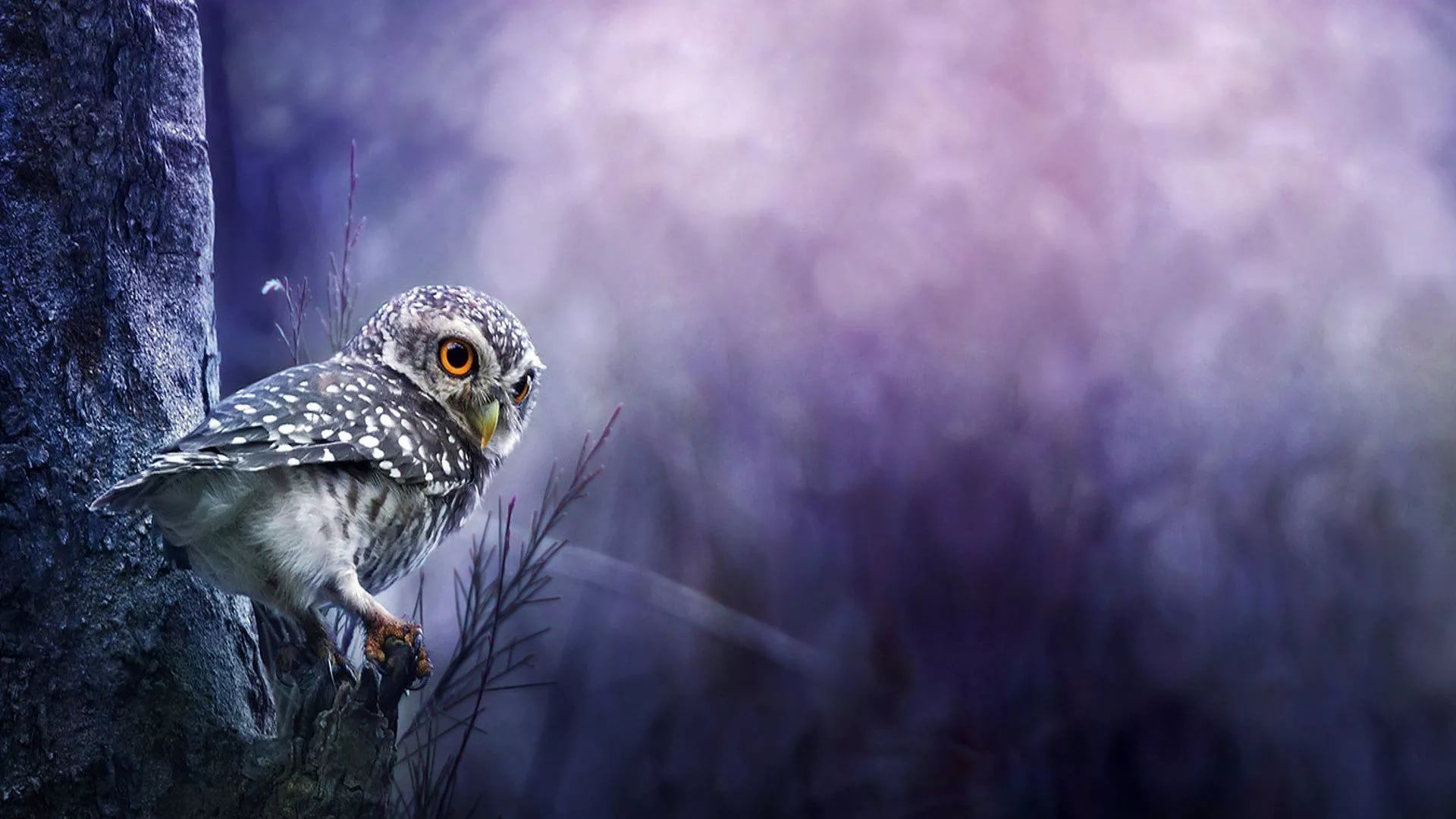 Cute Owl screen wallpaper