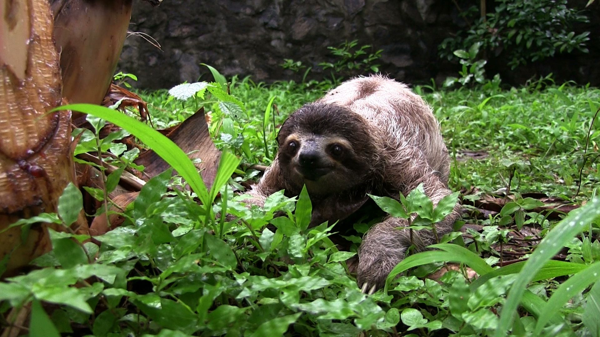 Sloth download wallpaper image