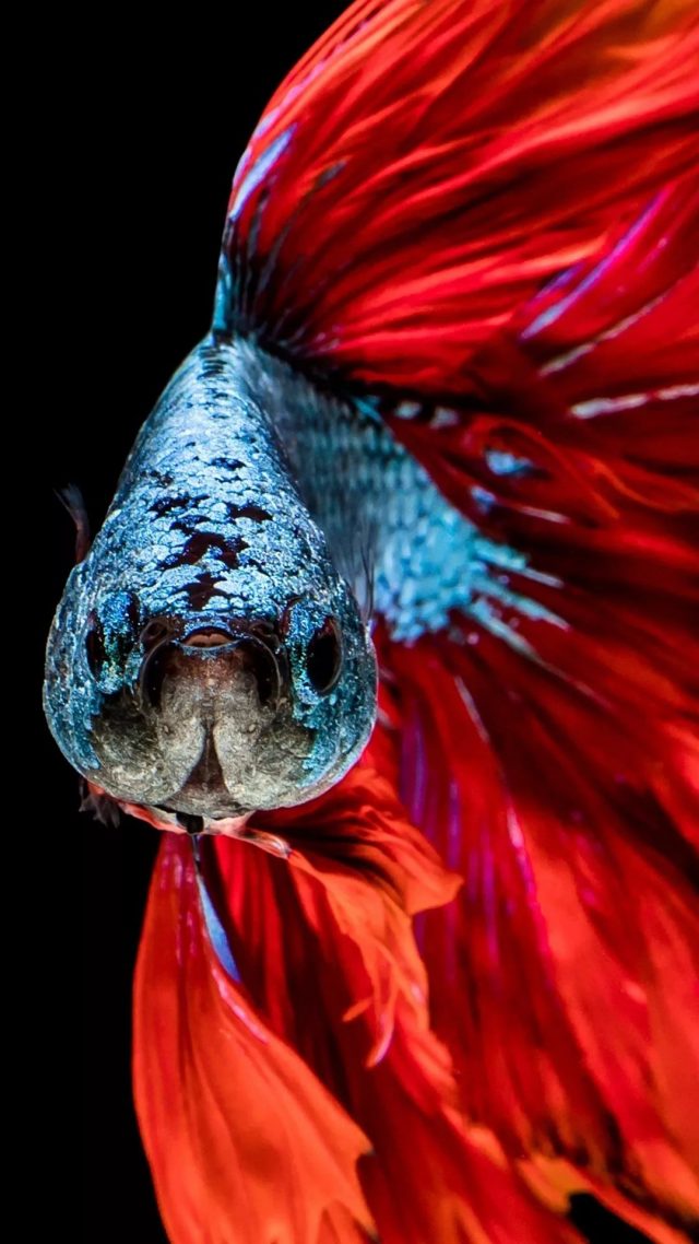 18 Betta Fish Iphone Wallpapers - Wallpaperboat