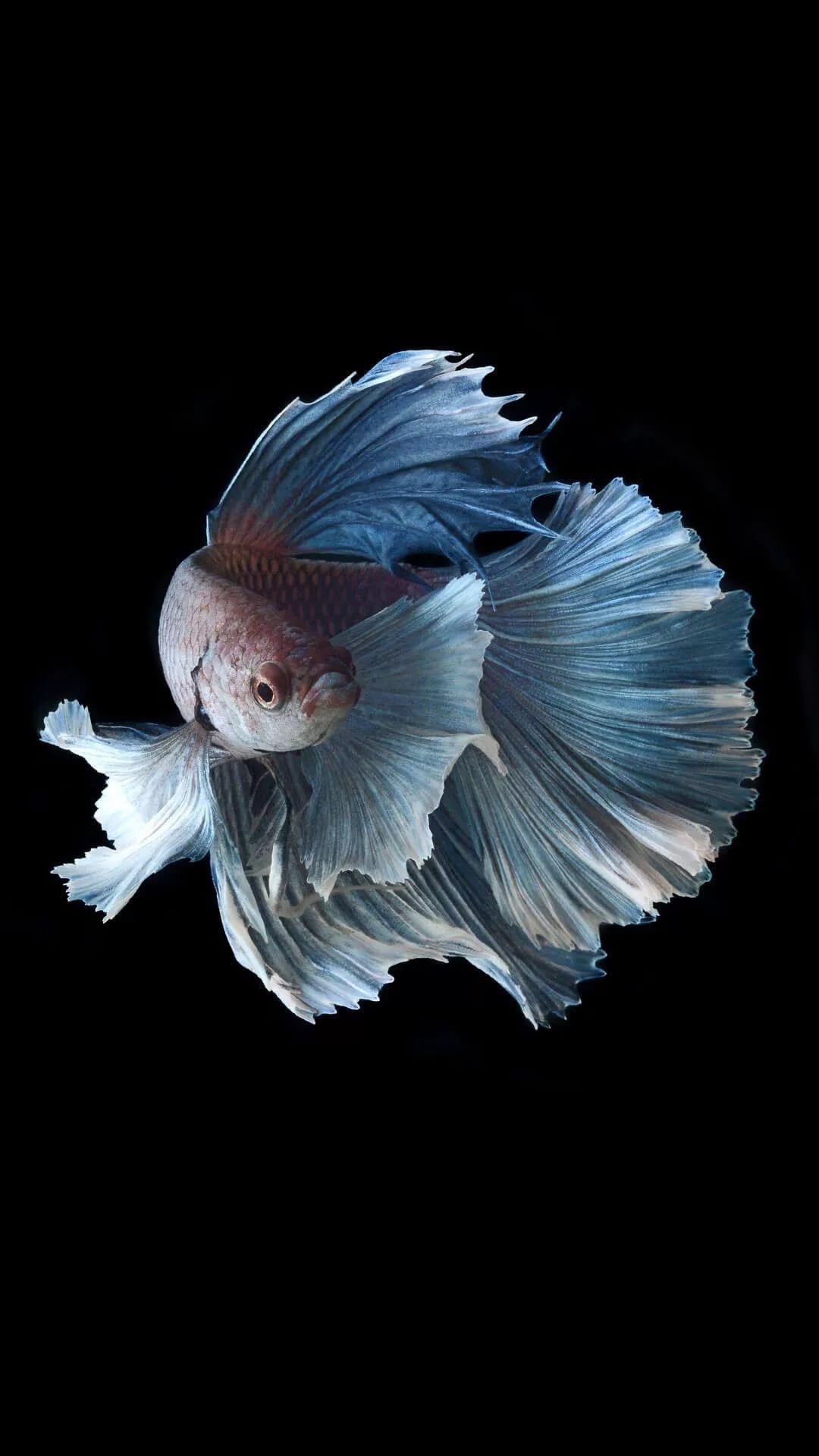 Betta Fish wallpaper for android