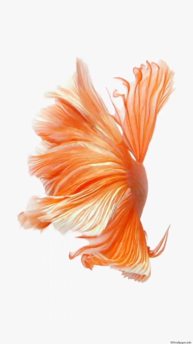 18 Betta Fish iPhone Wallpapers - Wallpaperboat