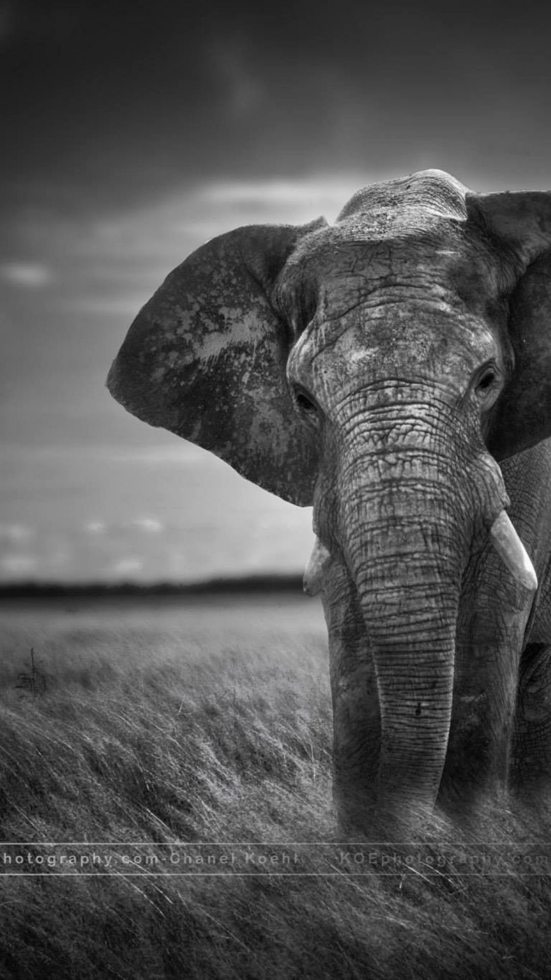 Elephant Tumblr iPhone 7 wallpaper