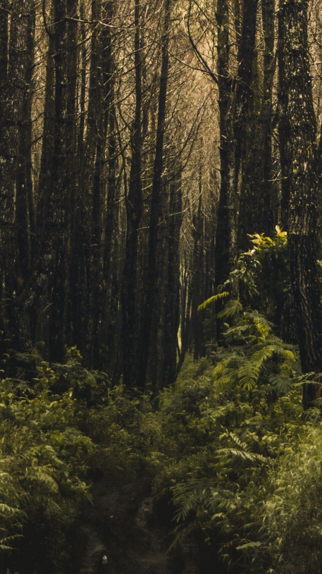 Forest phone wallpaper