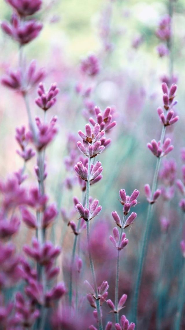 Lavender iPhone 7 wallpaper