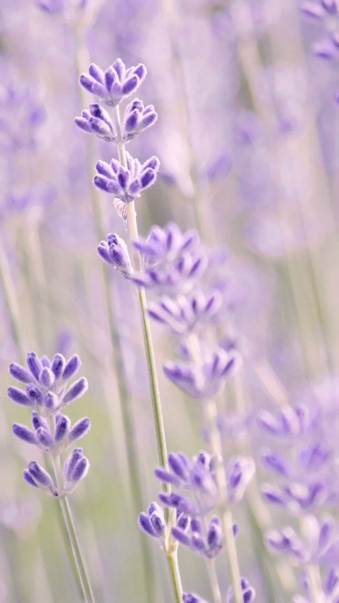 Lavender wallpaper for iPhone