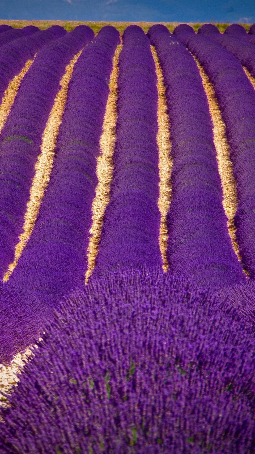 Lavender phone background