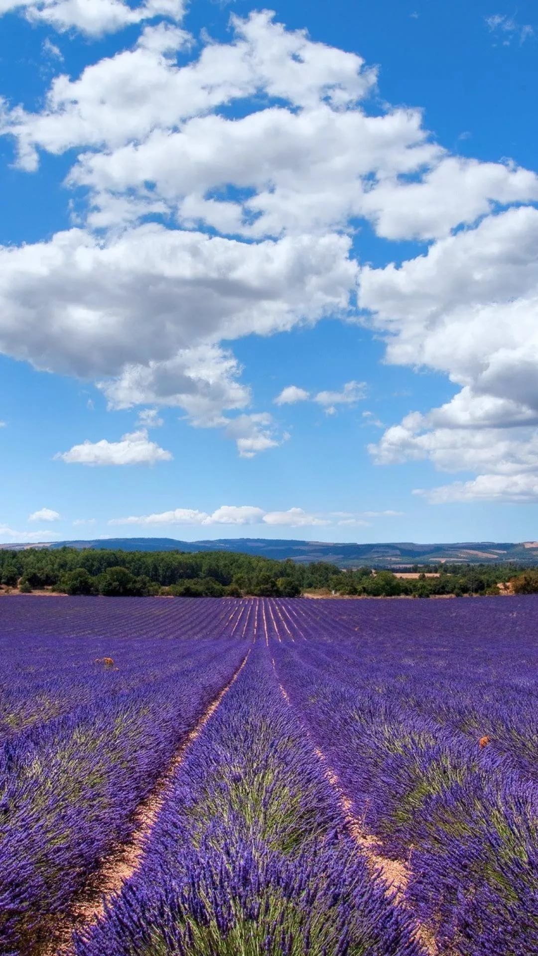 17 Lavender iPhone Wallpapers - WallpaperBoat