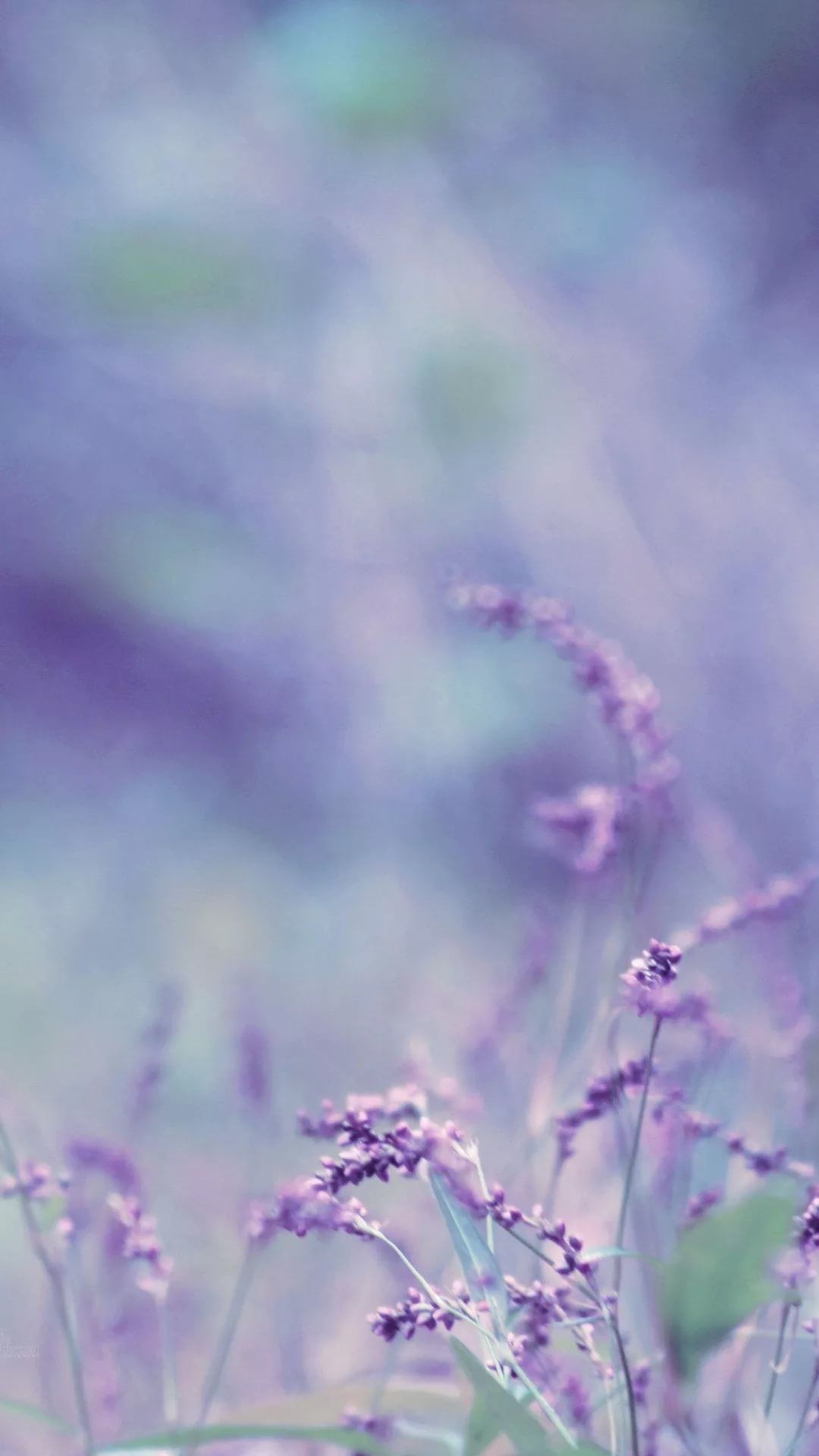 Lavender iPhone wallpaper
