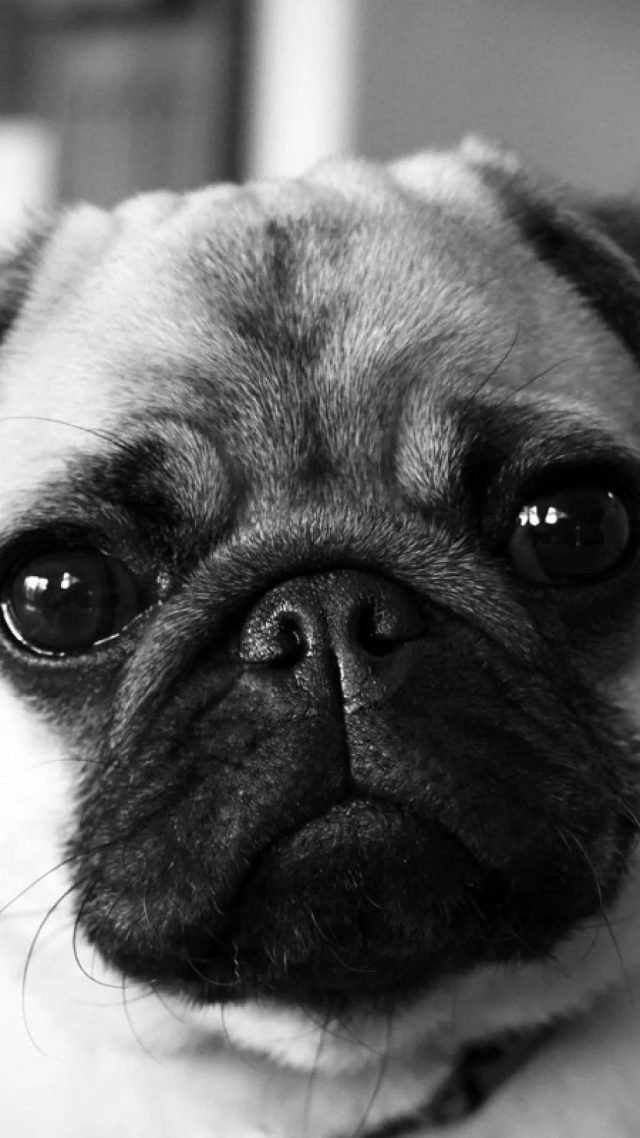 Pug wallpaper for android